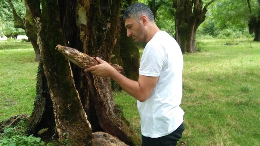 Ağaç zararlısı bir böcek Türkiye’de ilk kez görüldü