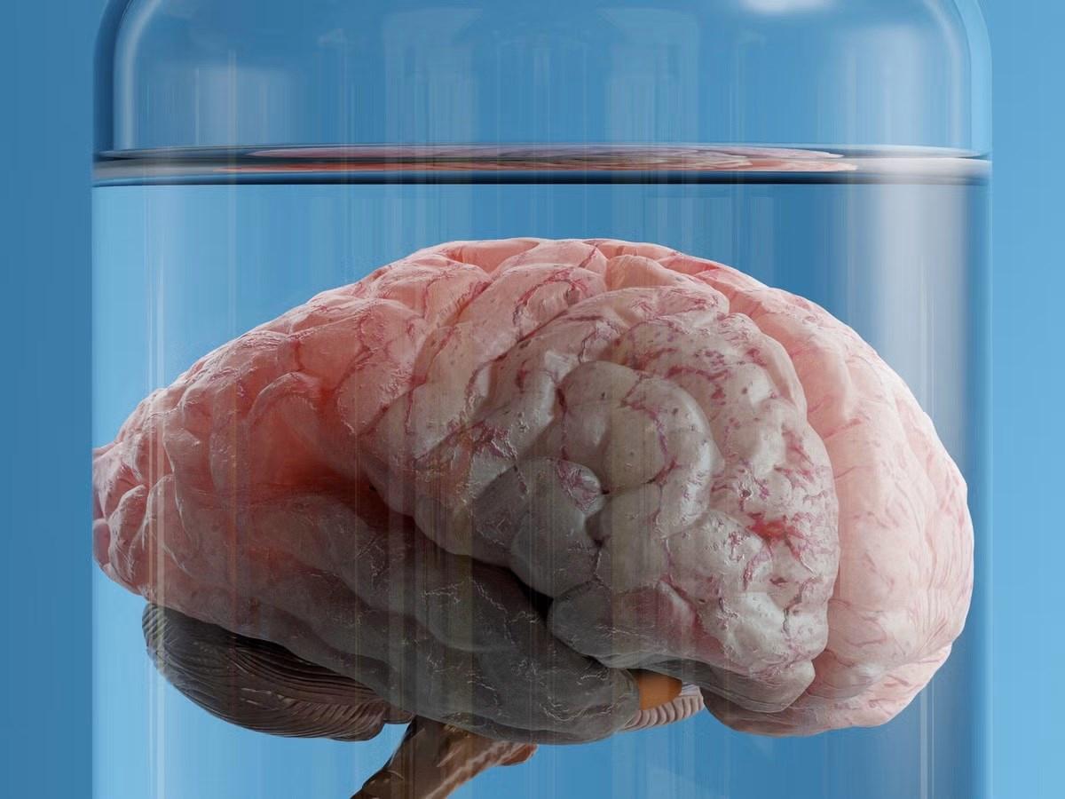 Beyni vücuttan bağımsız olarak canlı tutacak bir sistem geliştirildi