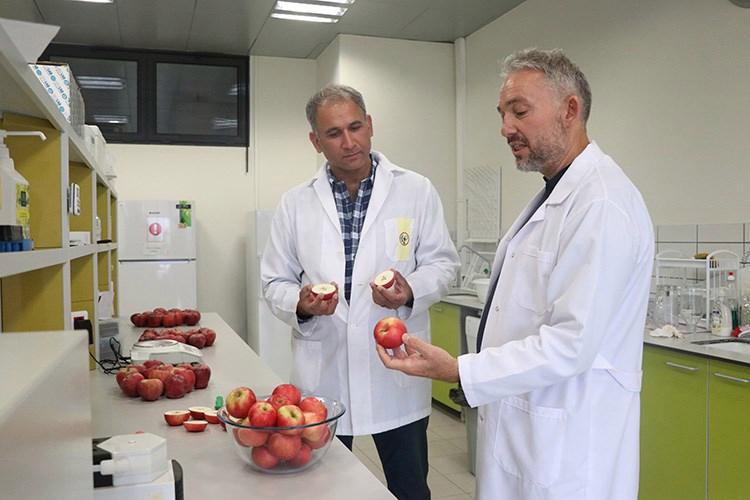 Türk elmasının genleri, ABD’de başka elmalara aktarılacak
