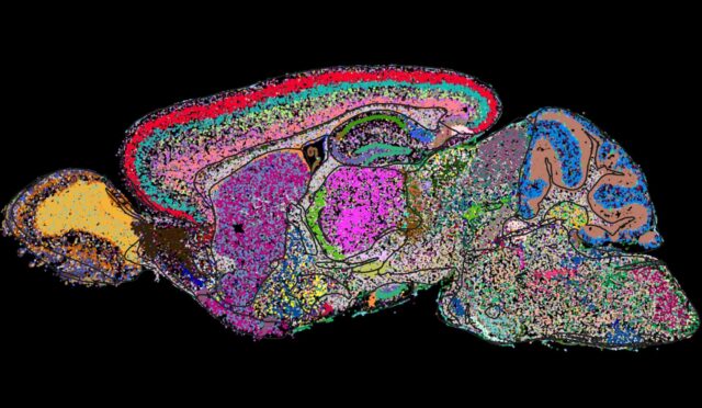 bilim-insanlari-ilk-kez-bir-fare-beyninin-tam-hucresel-haritasini-cikardi-mfUYekJK.jpg