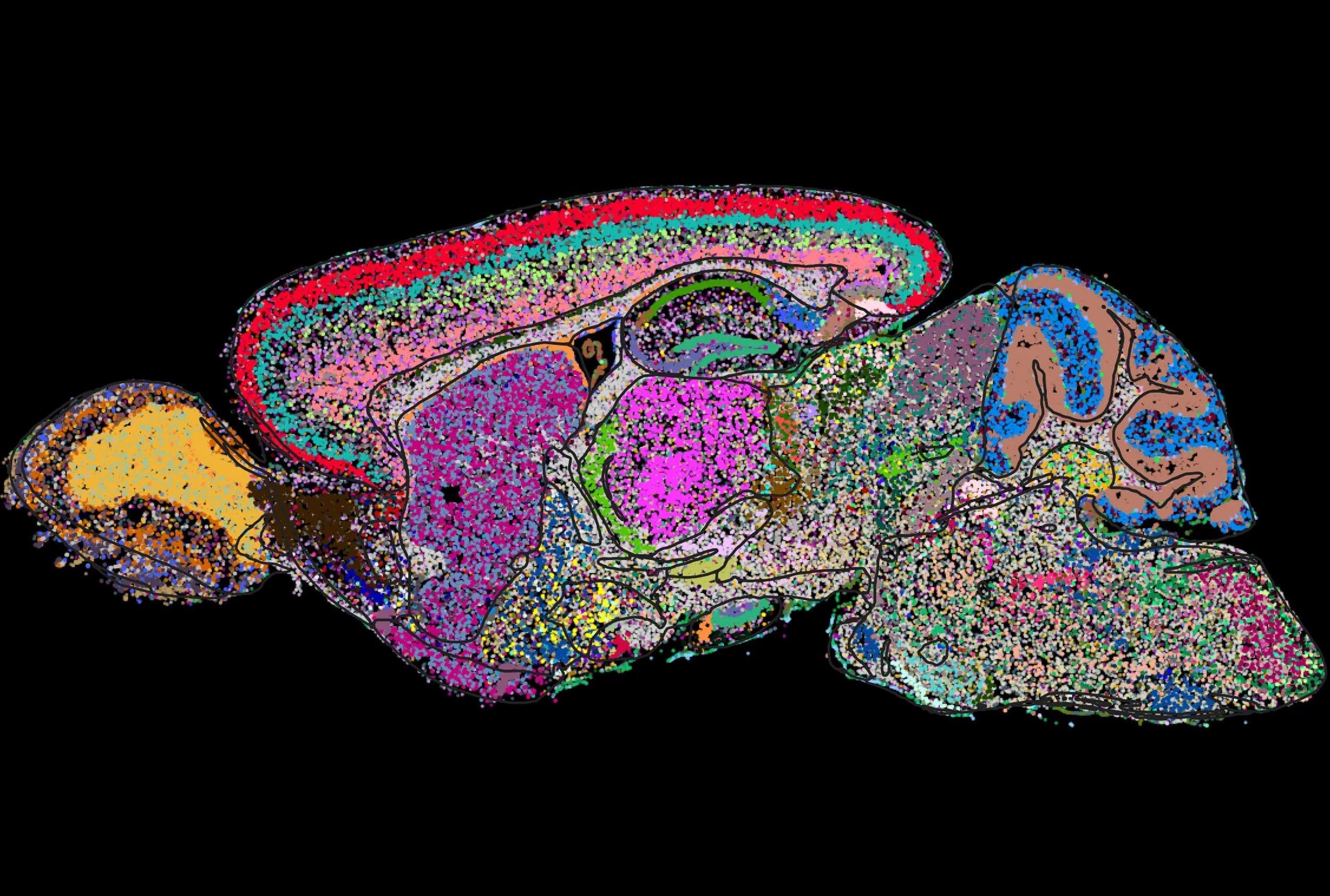 Bilim insanları ilk kez bir fare beyninin tam hücresel haritasını çıkardı