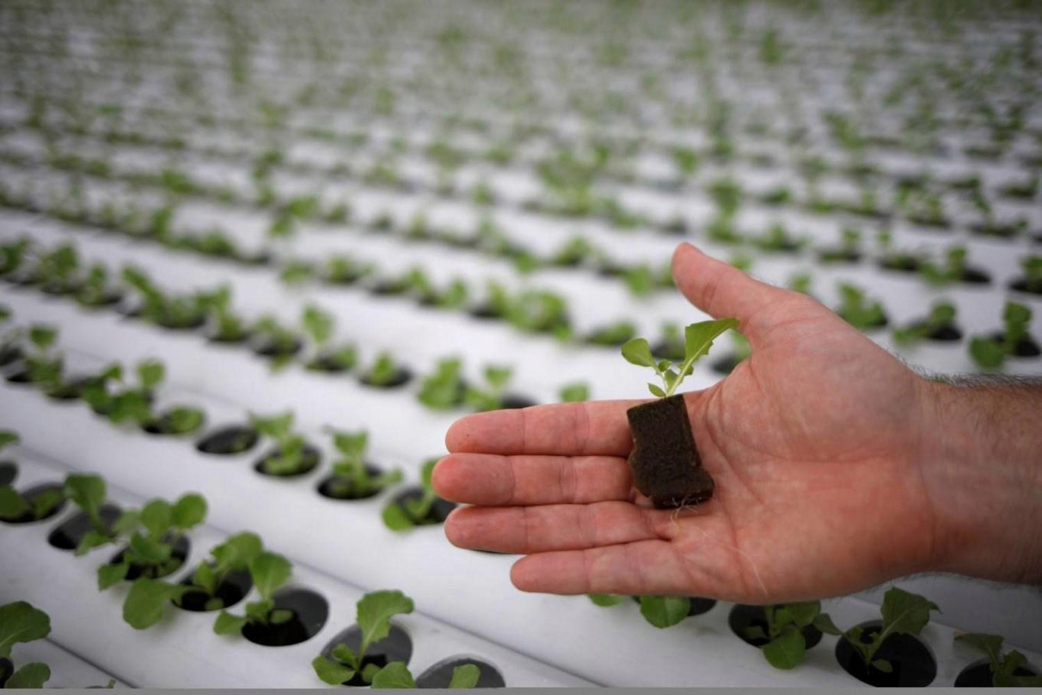 Bitki büyümesini hızlandıran ‘elektronik toprak’ geliştirildi