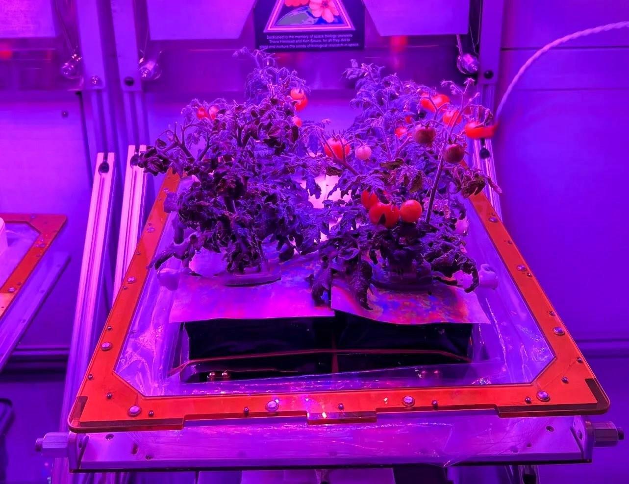 Bu domatesler aylardır Uluslararası Uzay İstasyonu’nda kayıptı