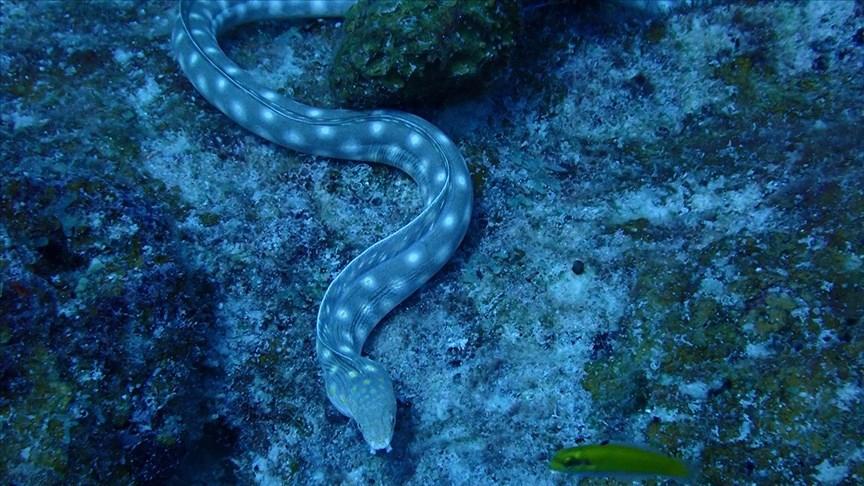 Elektrikli yılan balıkları, canlılarda gen aktarımına sebep olabilir
