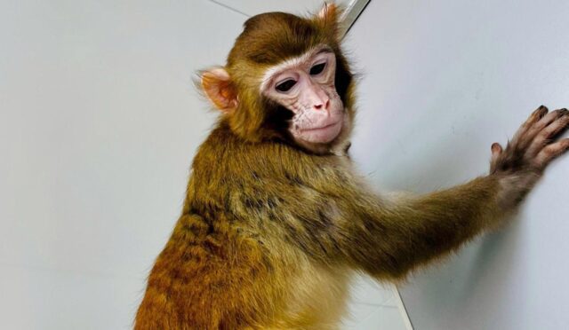 klonlanmis-maymun-retro-ikinci-yas-gununde-nadir-bir-donum-noktasina-ulasti-fLFepArO.jpg