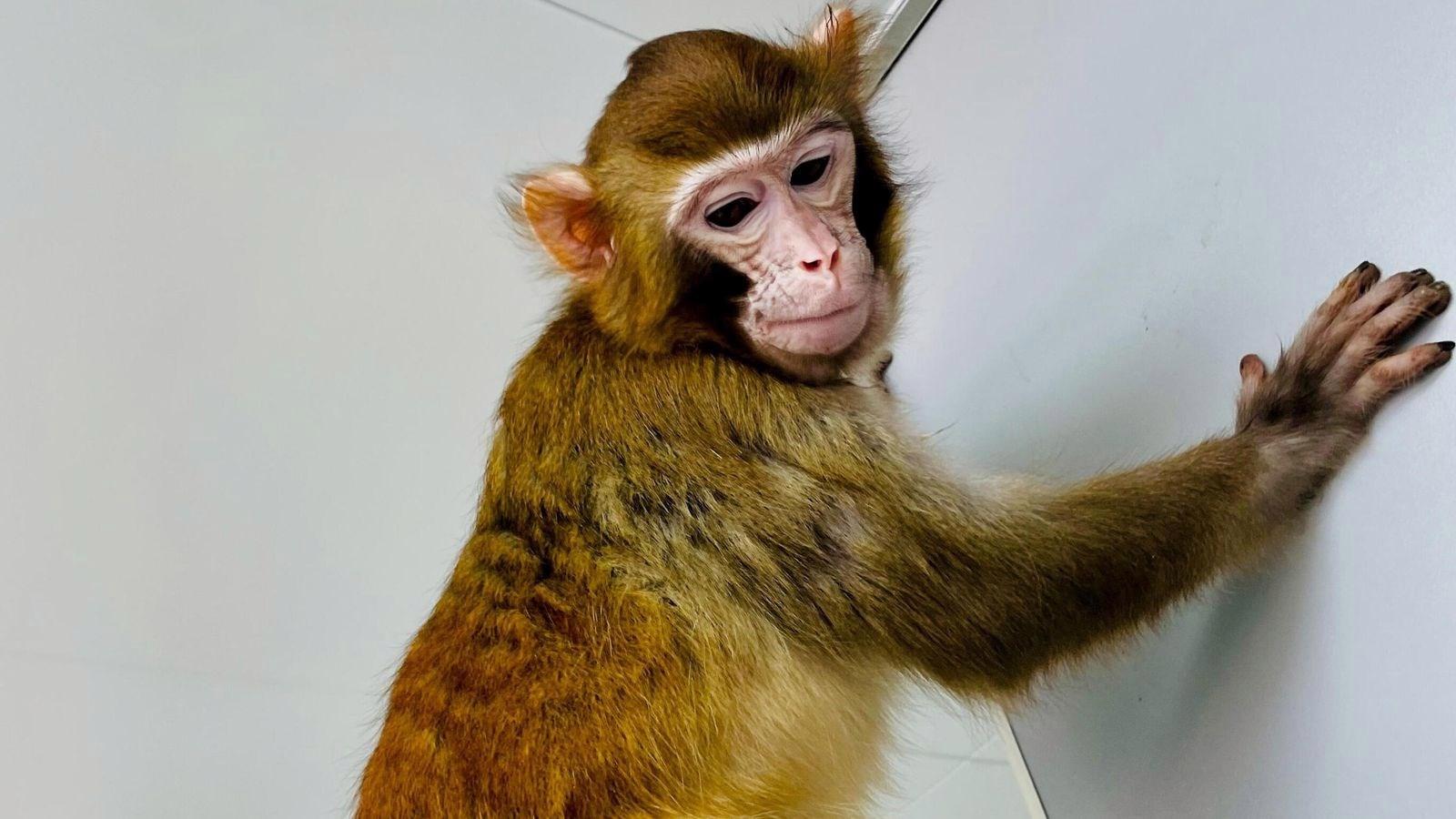 Klonlanmış maymun ReTro, ikinci yaş gününde nadir bir dönüm noktasına ulaştı