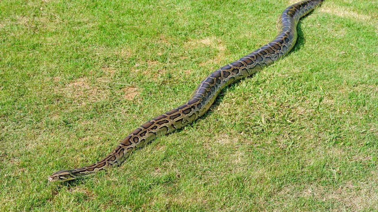 Dünyanın en büyük yılanı keşfi sonrası ölü bulundu