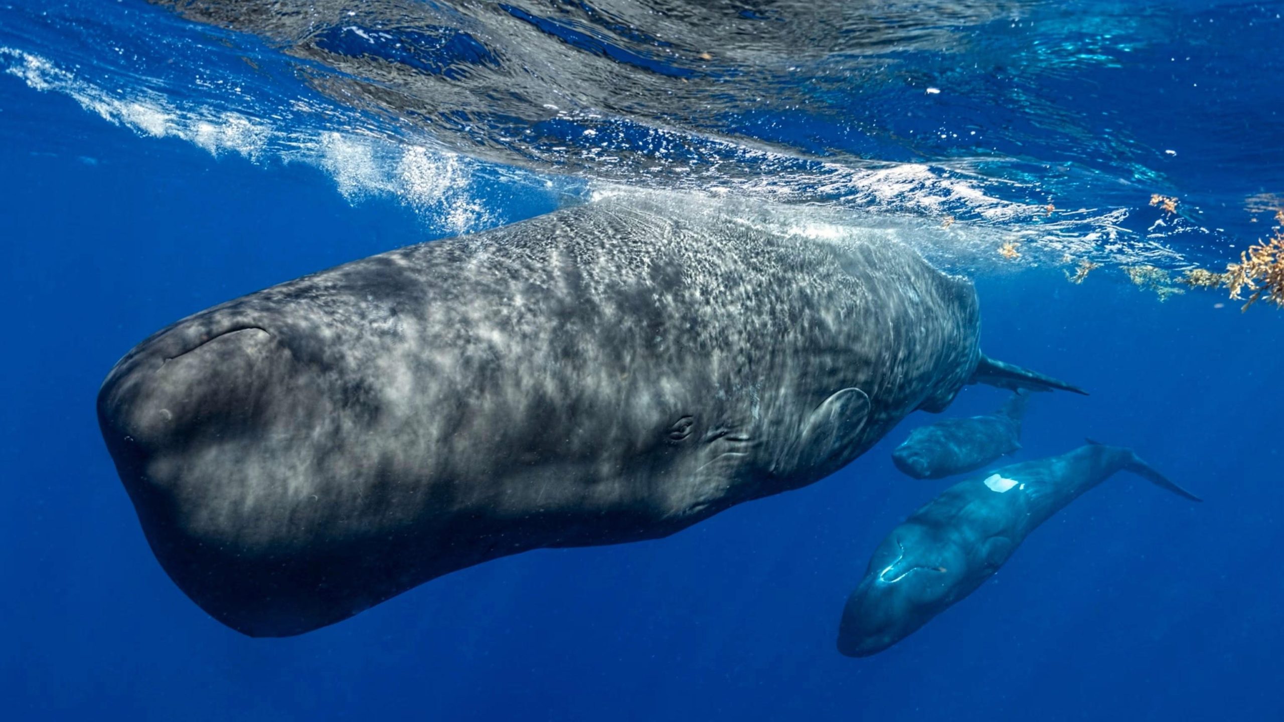 Makine öğrenimi ile ispermeçet balinalarının “alfabesi” keşfedildi